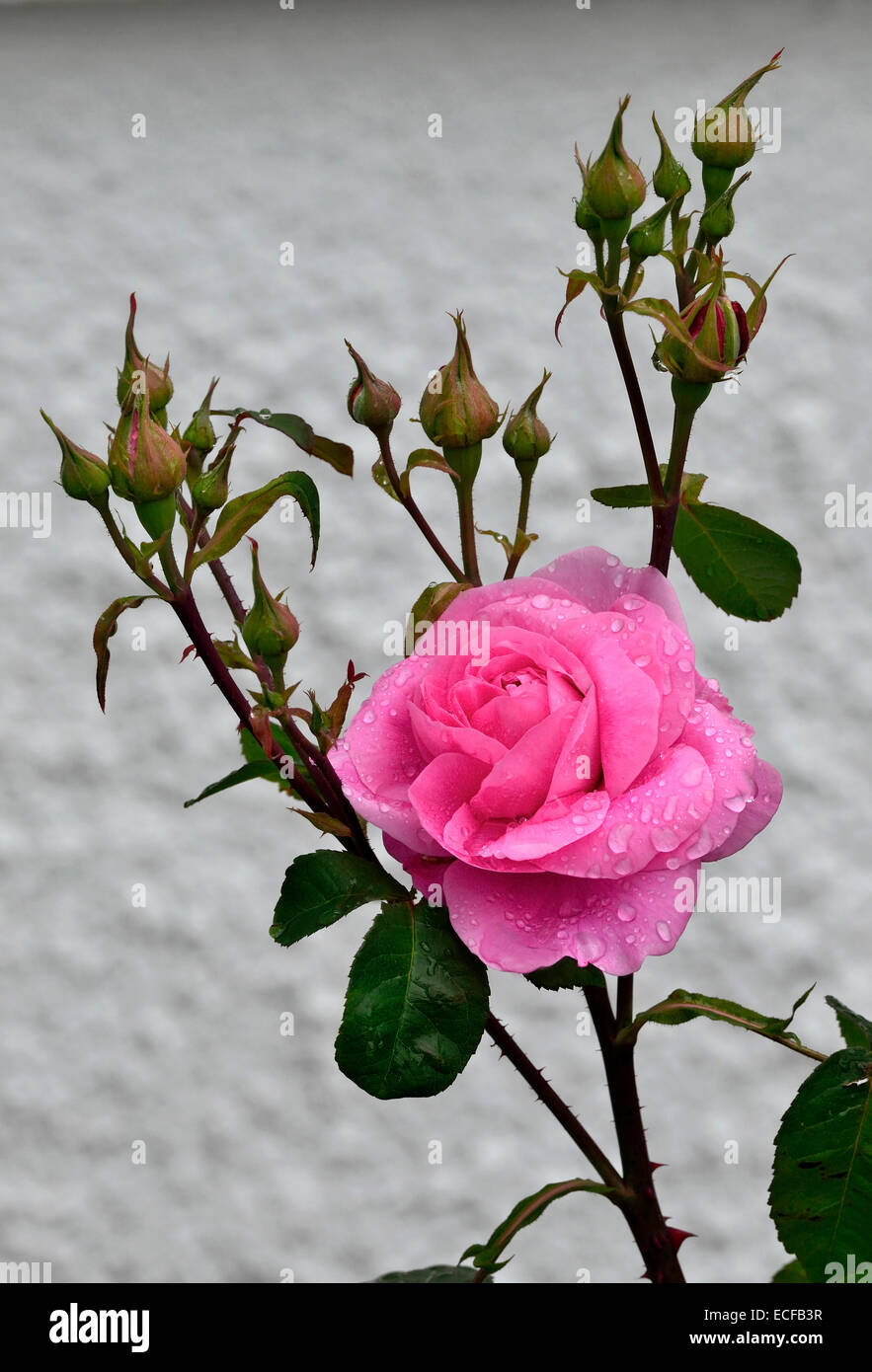 Blüte Rosa Gertrude Jekyll mit Regentropfen Stockfoto