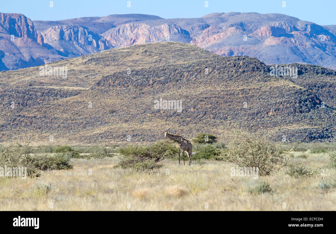 Giraffe ist Fuß in der namibischen vegetation Stockfoto