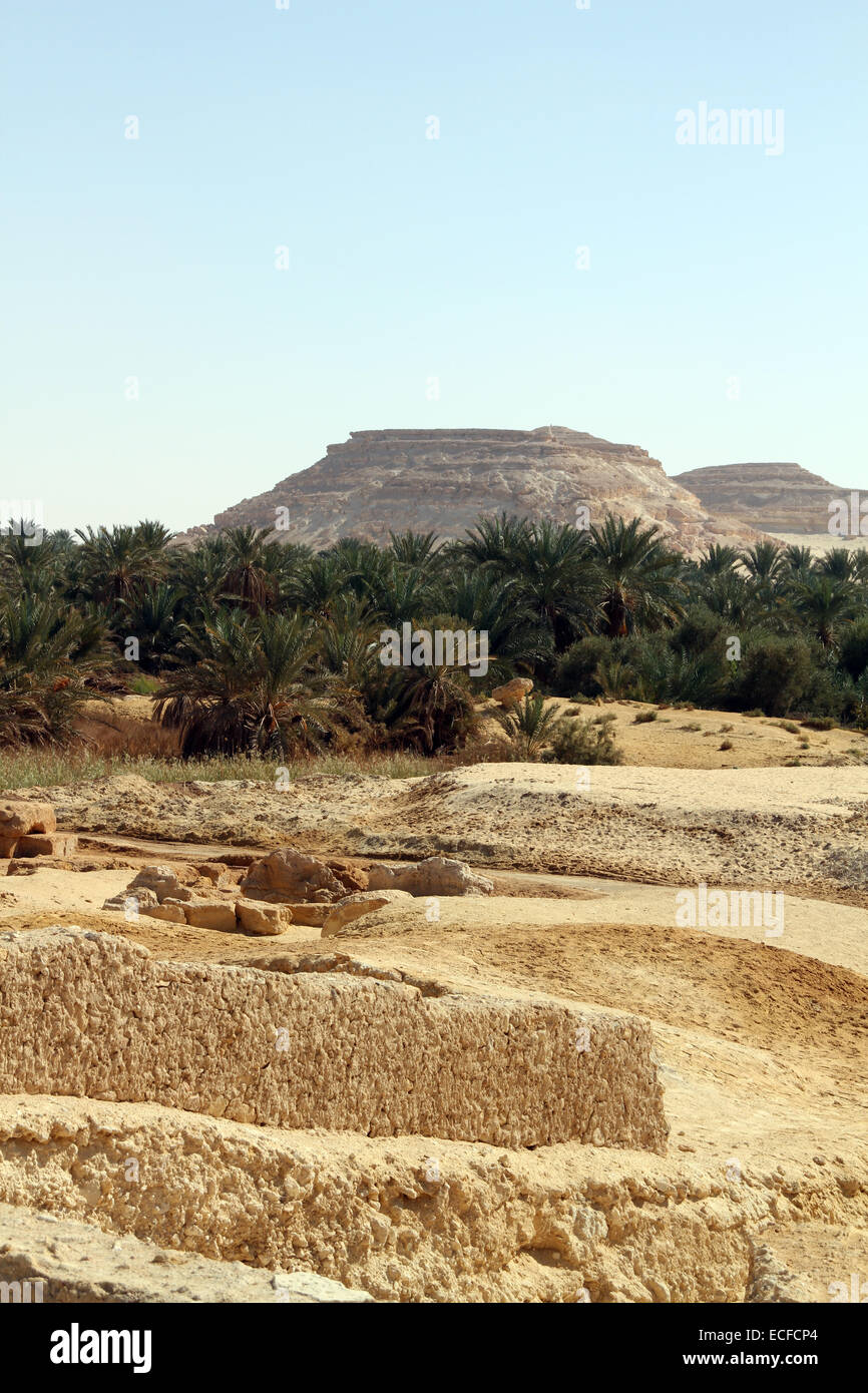 Blick auf Palmen und Berge in der Oase Siwa, Ägypten Stockfoto