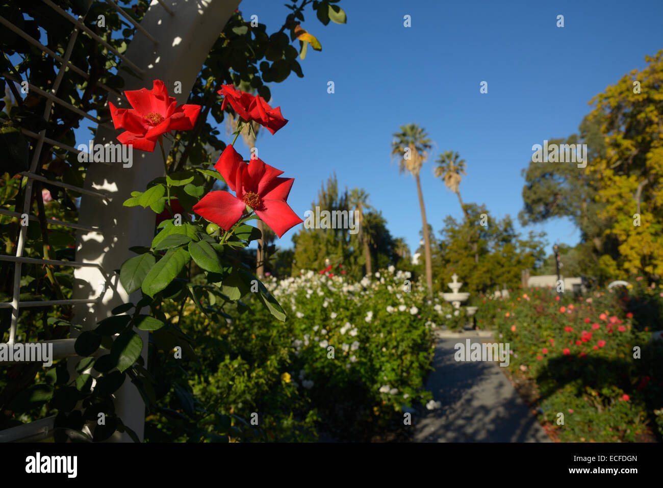 Internationalen Frieden Rosengarten, Sacramento, CA Stockfoto