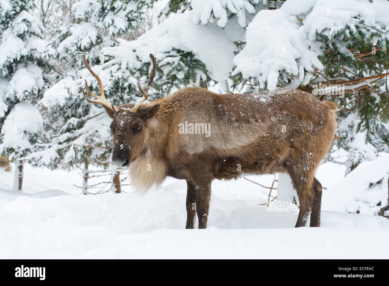 Eine weibliche Caribou im Winter. Stockfoto