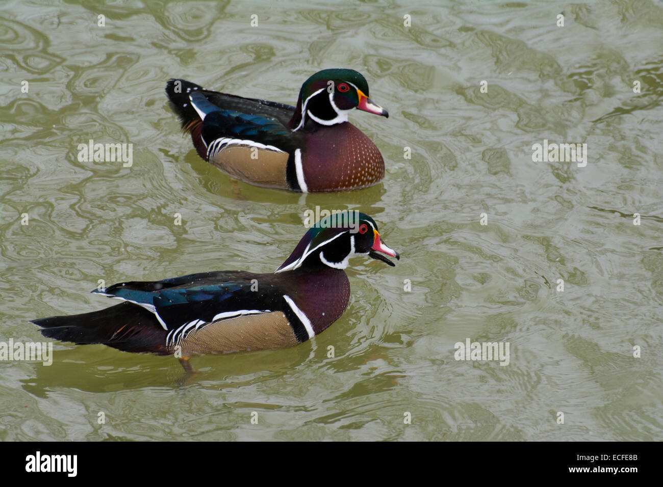 Ein paar männliche Holz Enten im Winter. Stockfoto