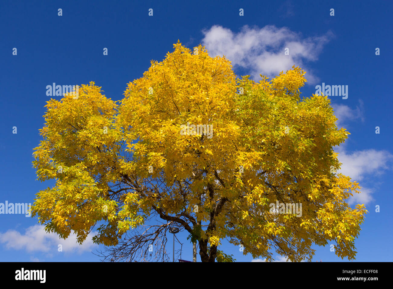 Leuchtend gelbe Baum im Herbst Stockfoto