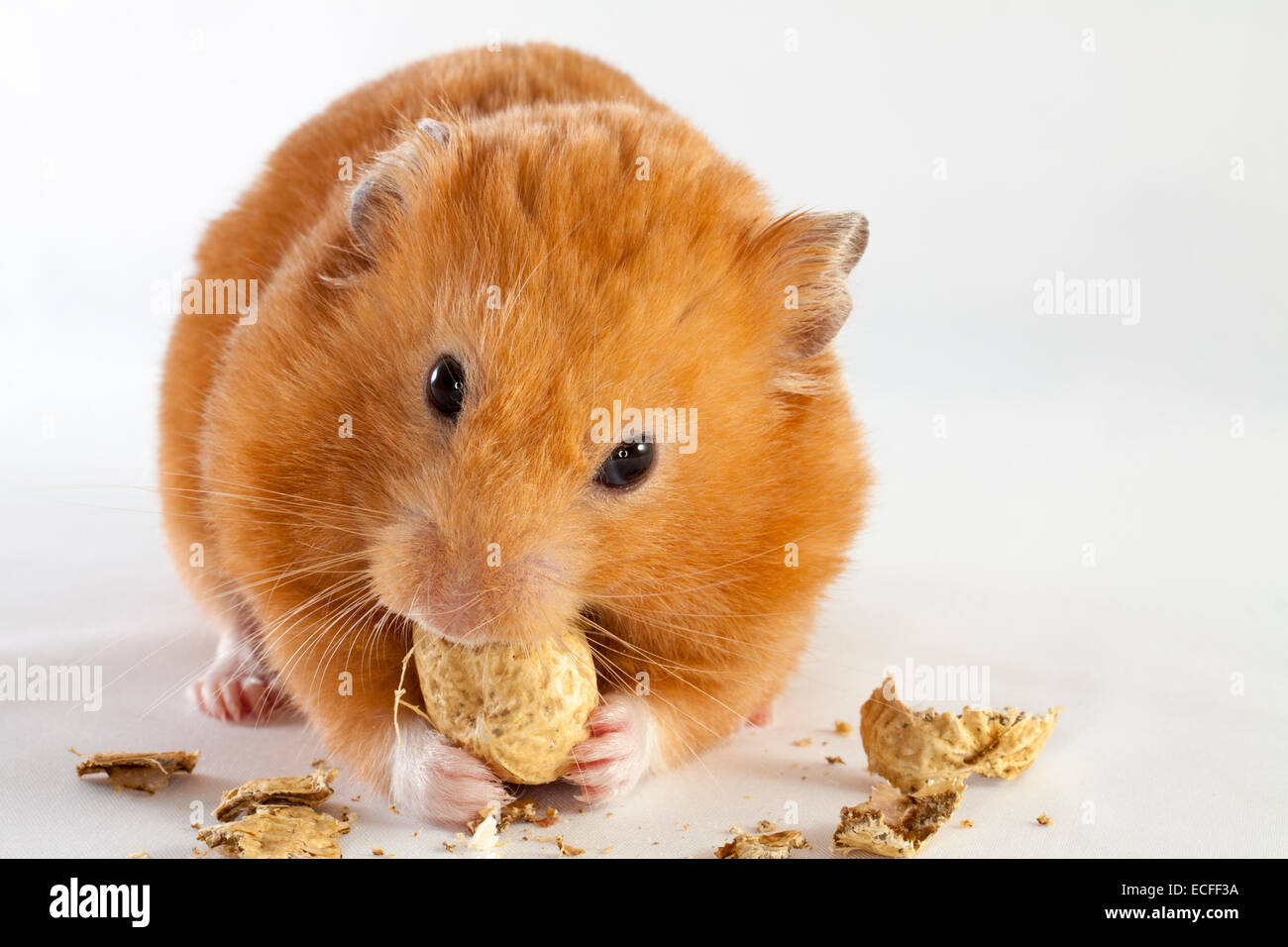 Golden hamster munching -Fotos und -Bildmaterial in hoher Auflösung - Syrischen Hamster Essen ErDnusse Auf Weissem HintergrunD Ecff3a
