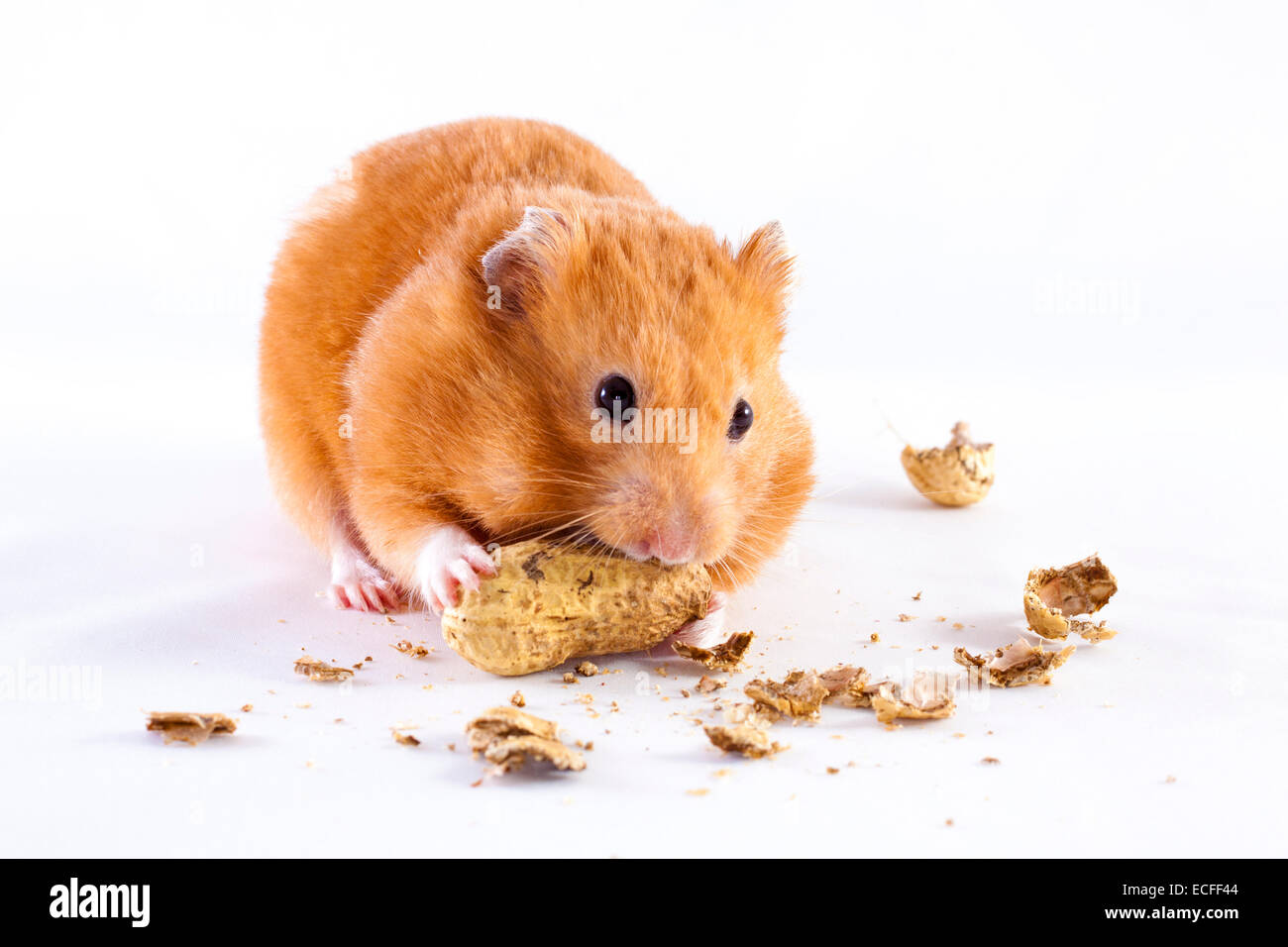 Syrischen Hamster Essen Erdnüsse auf weißem Hintergrund Stockfoto