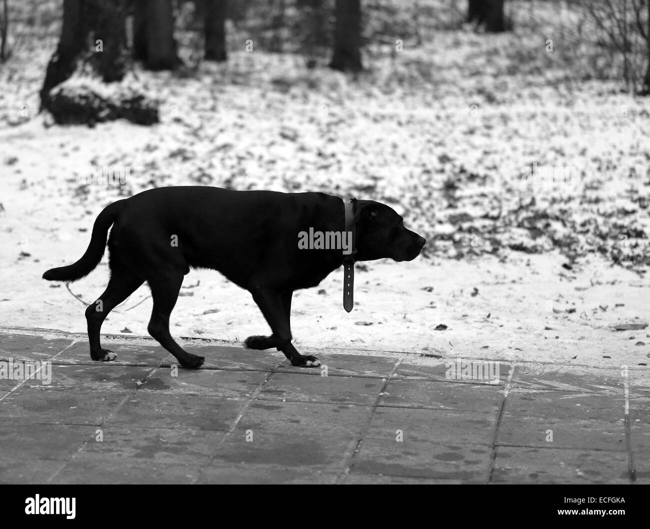 Große schwarze Hund Spaziergänge im park Stockfoto