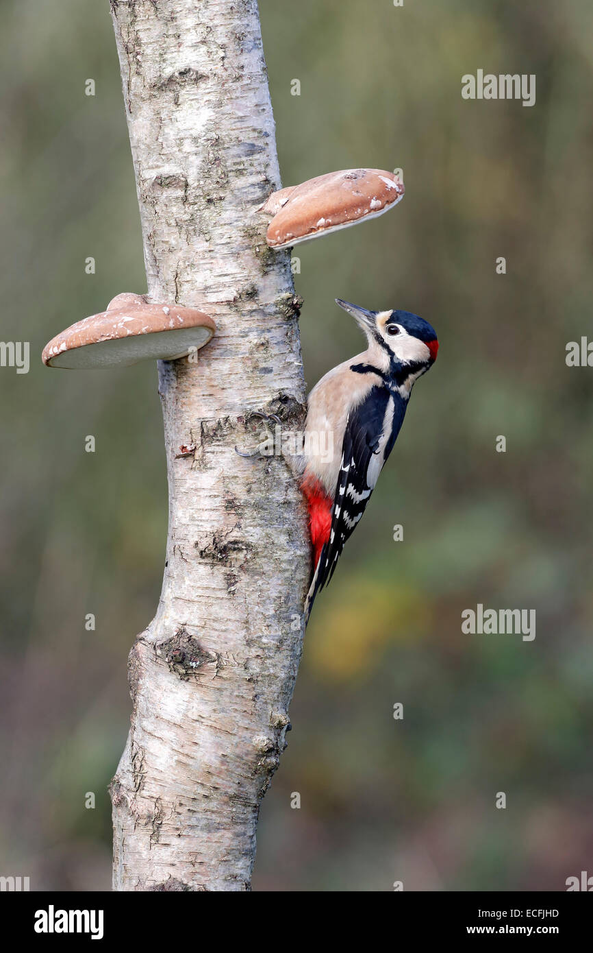 Great spotted Woodpecker, Dendrocopos große, einzelne Männchen auf Silver Birch mit Halterung Pilzen, Warwickshire, Dezember 2014 Stockfoto