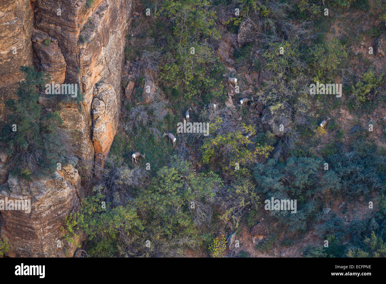 erhöhte Sicht auf eine gehört der Dickhornschafe am unteren Rand einer Klippe in Zion Nationalpark Stockfoto