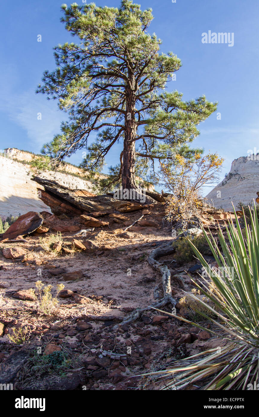 Einsamer Baum mit extrem langen Wurzeln wachsen auf einer Sandstein-Wüste in Zion Nationalpark Stockfoto