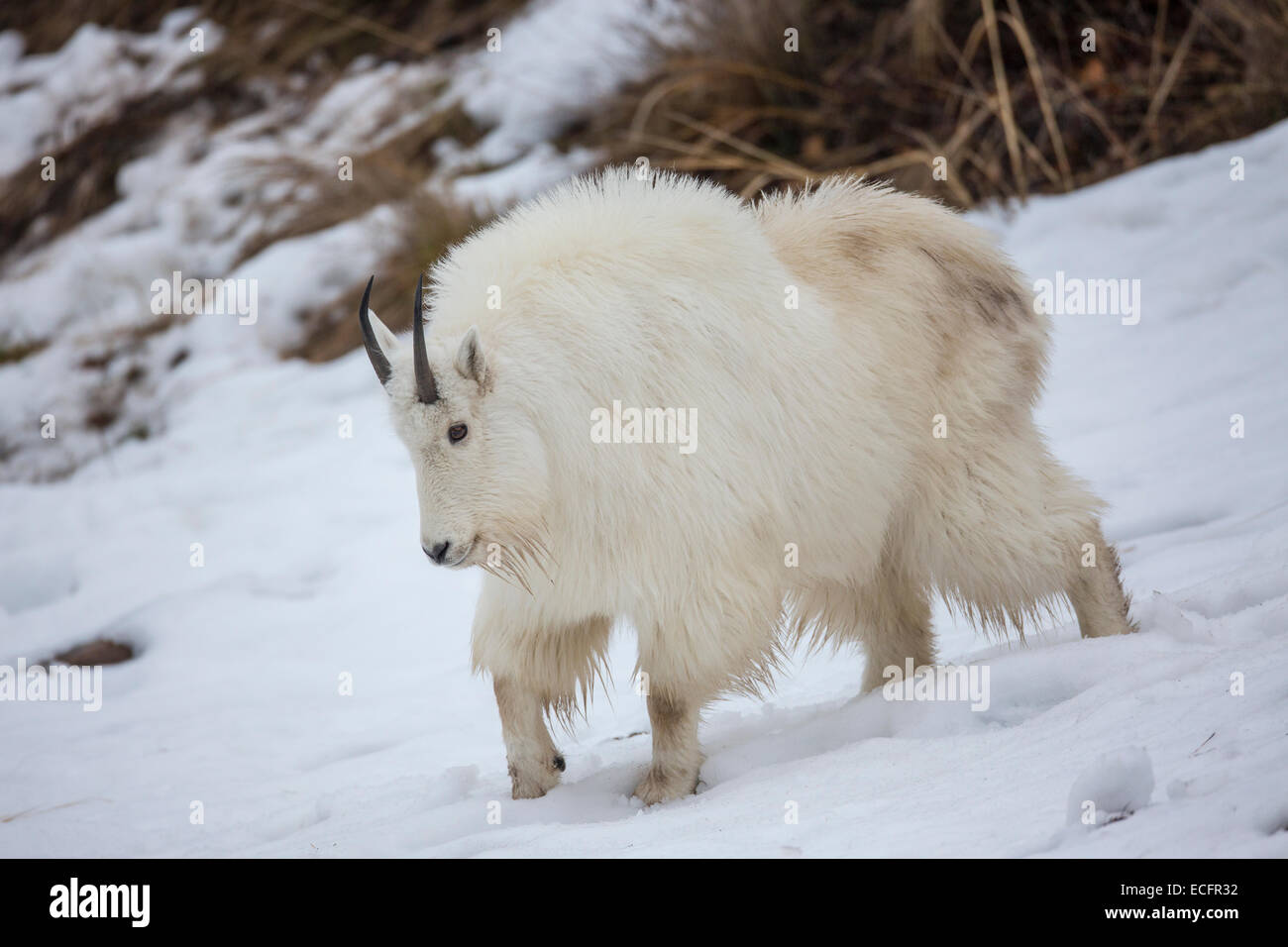 Bergziege im Winter Mäntel in Wyoming Stockfoto