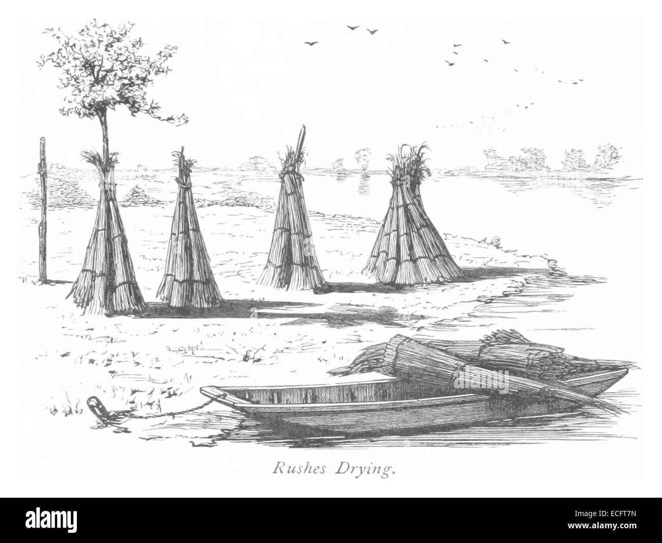 Diese Abbildung aus dem Jahr 1875 (S. 144) zeigt das Trocknen von Büschen, eine traditionelle landwirtschaftliche Tätigkeit, die oft für verschiedene Zwecke durchgeführt wurde, einschließlich der Herstellung von Matten, Seilen und anderen Gegenständen. Stockfoto