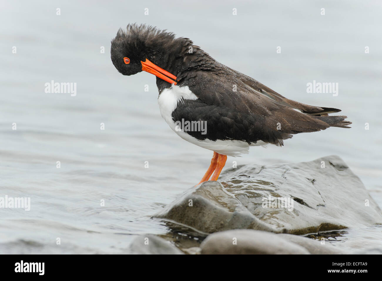 Austernfischer (Haematopus Ostralegus) Hornstrandir, Westfjorde Islands Stockfoto