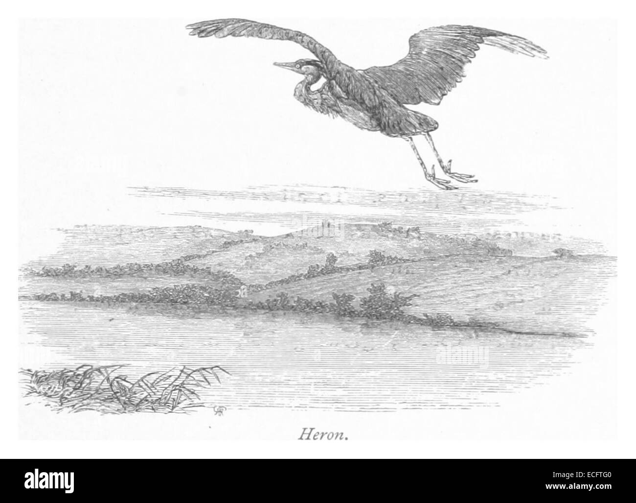 Eine Darstellung eines Reihers aus dem Jahr 1875, wahrscheinlich eine naturgeschichtliche Illustration, die den Vogel in seiner natürlichen Umgebung zeigt. Das Bild bietet einen Einblick in Wildtierstudien aus dem 19. Jahrhundert. Stockfoto