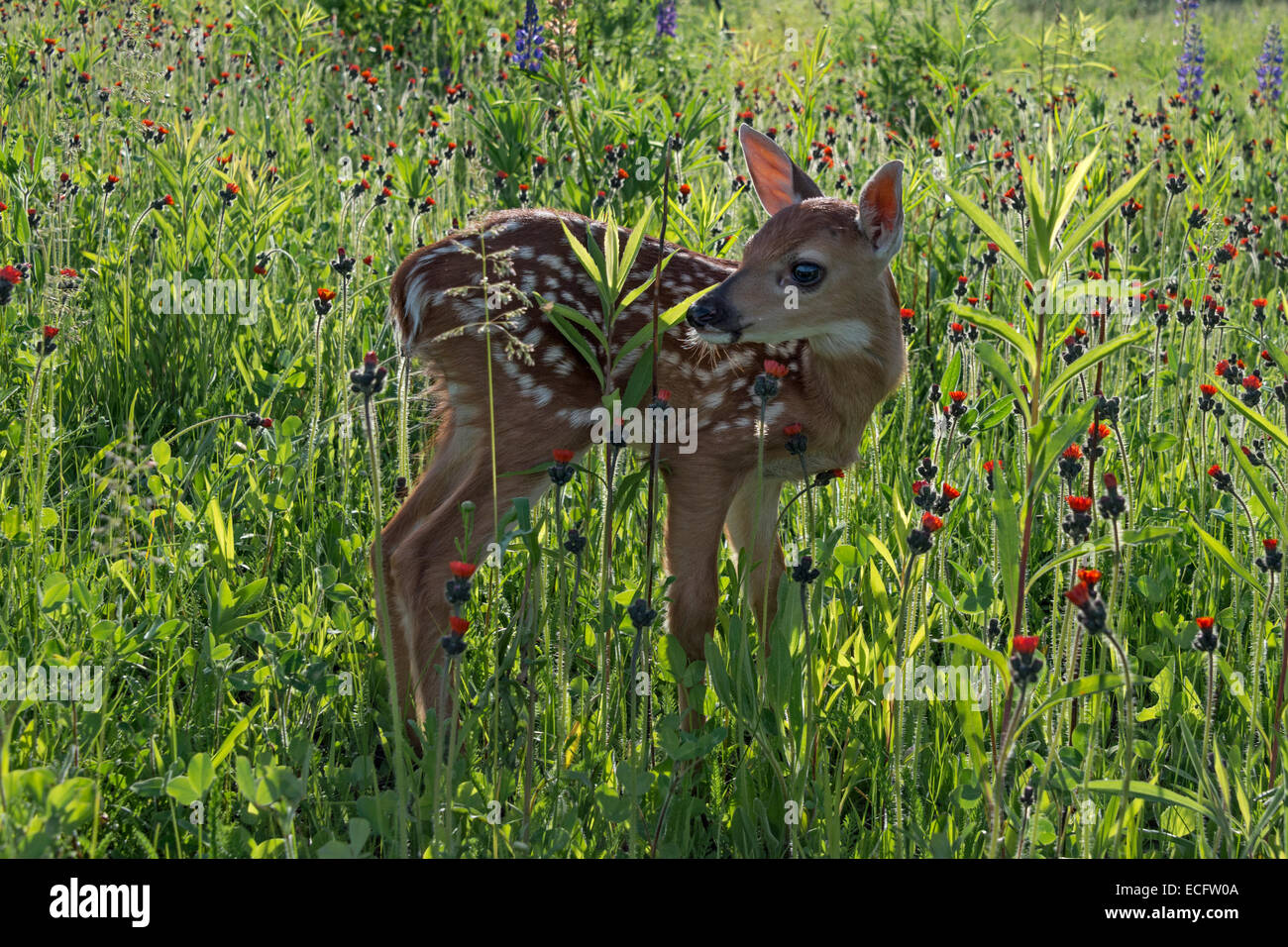 Hinterleuchtete Rehkitz stehend unter den Blumen, Nähe der Sandstein, Minnesota, USA Stockfoto