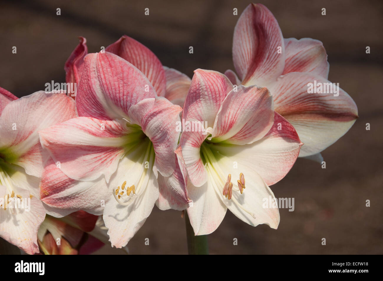 Eine Gruppe von rosa und weiße Amaryllis Hippeastrum, fotografiert im warmen gemäßigten Biom im Eden Project in Cornwall. Stockfoto