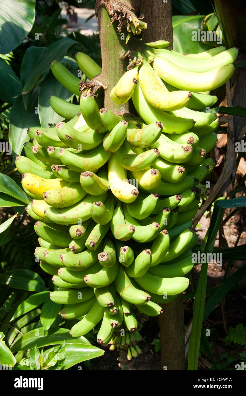 Bananenpflanze im Eden Project in Cornwall, Großbritannien Stockfoto