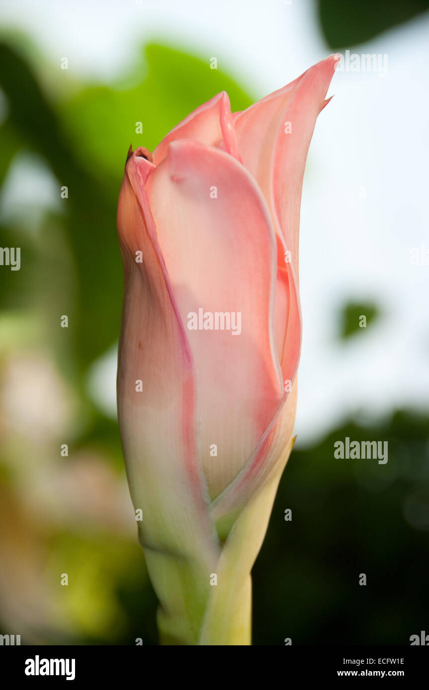 Eine leicht geöffnete rosa Fackel Ingwer Blume, fotografiert im Eden Project in Cornwall, Großbritannien Stockfoto