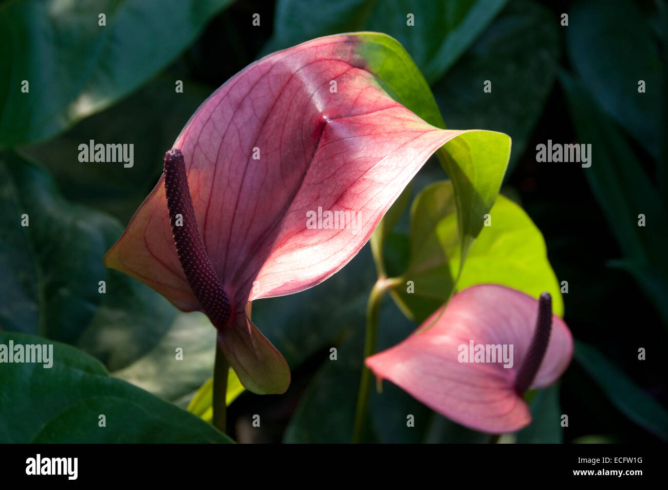 Eine staubige rosa Flamingoblume, fotografiert beim Eden Project auf Cornwall. Stockfoto