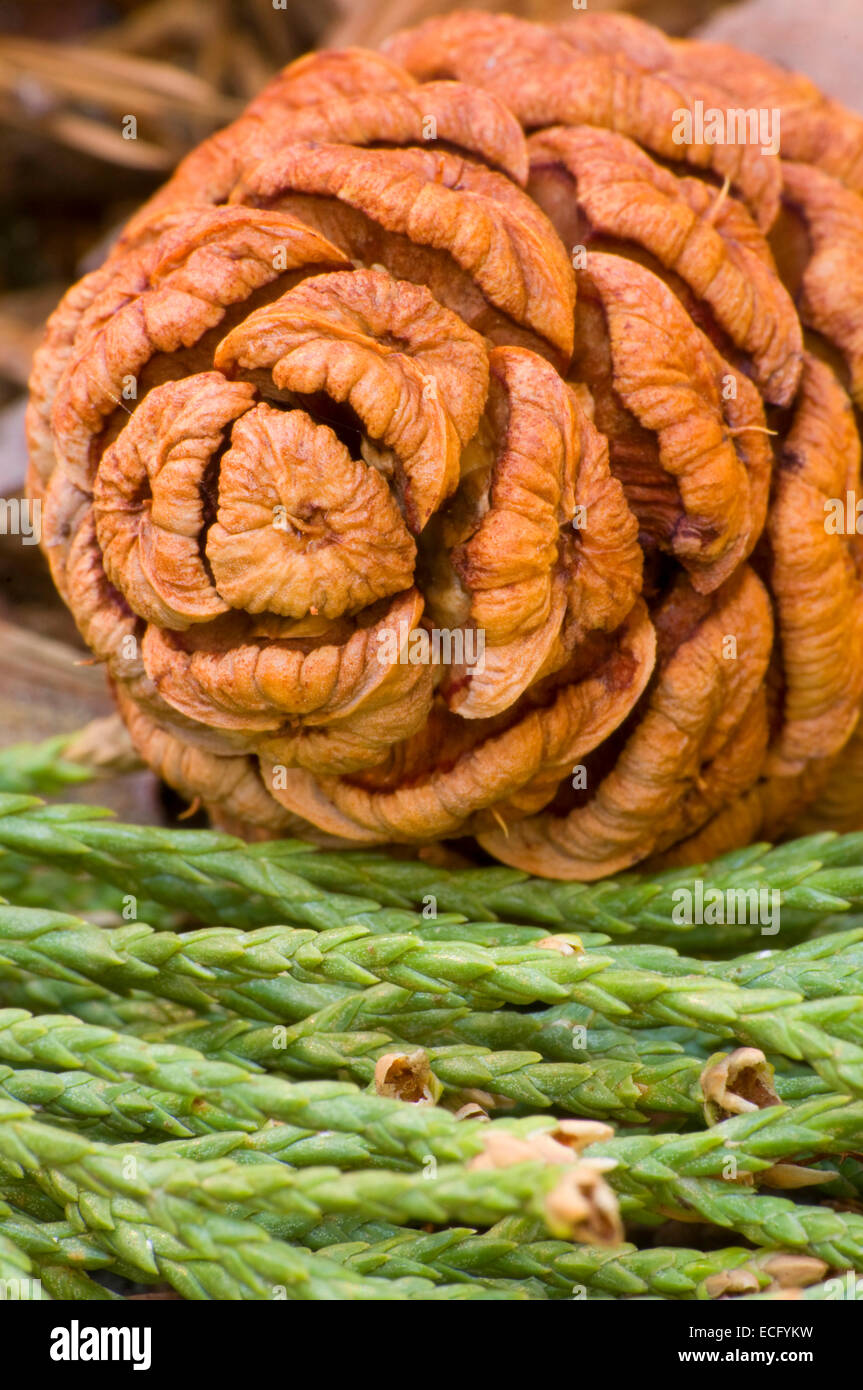 Mammutbaum (Sequoia Sempervirens) Kegel im Bärenfell Grove, Sequoia National Monument, Kalifornien Stockfoto