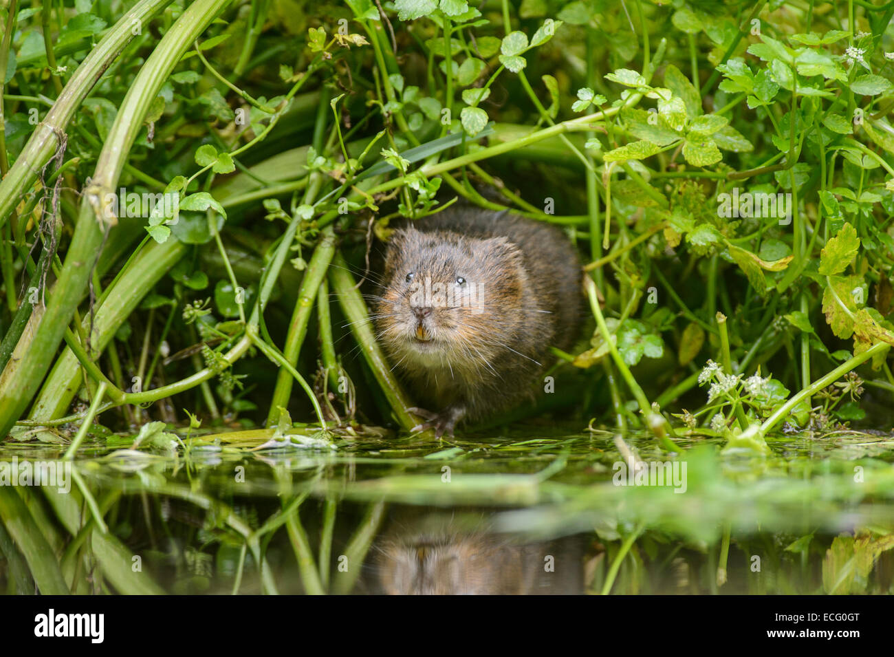 Schermaus (Arvicola Amphibius) Kent, England, UK. Stockfoto