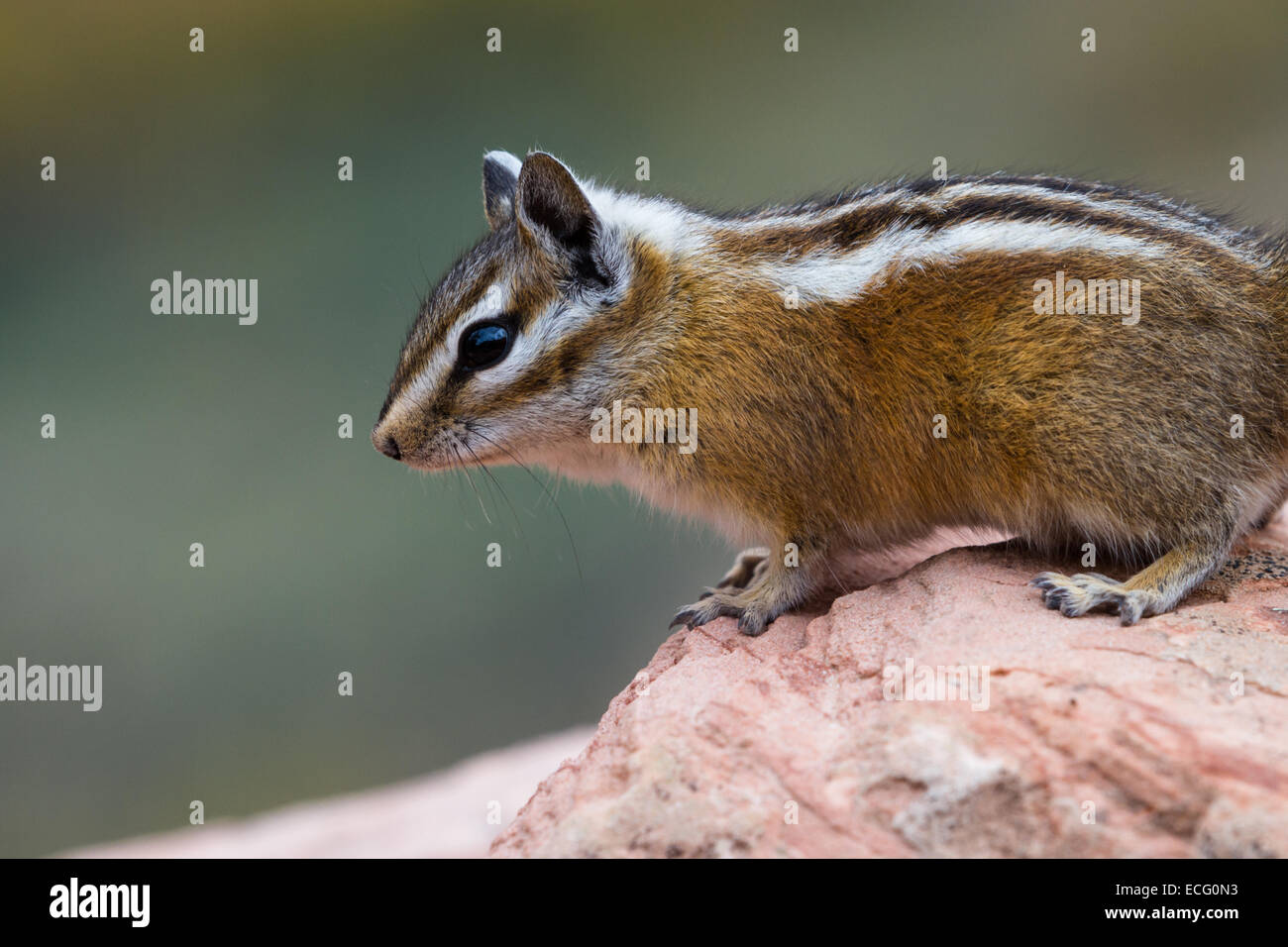 niedliche kleine Streifenhörnchen stehend auf einem Sandsteinfelsen in Nordamerika Stockfoto