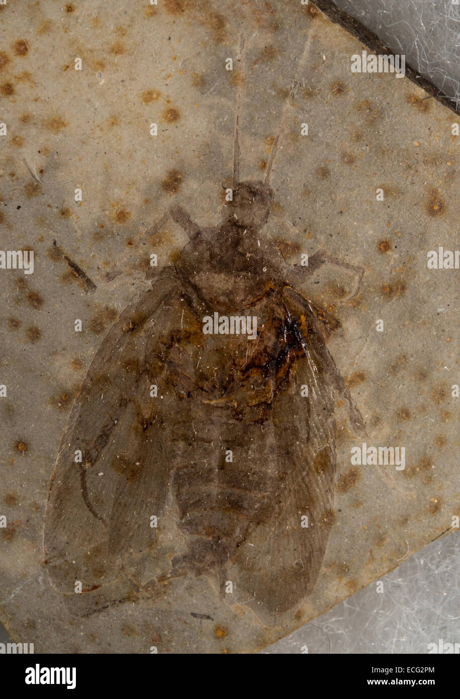 Oberes jurassic untere kreideartige roberto nistri insekten insekten