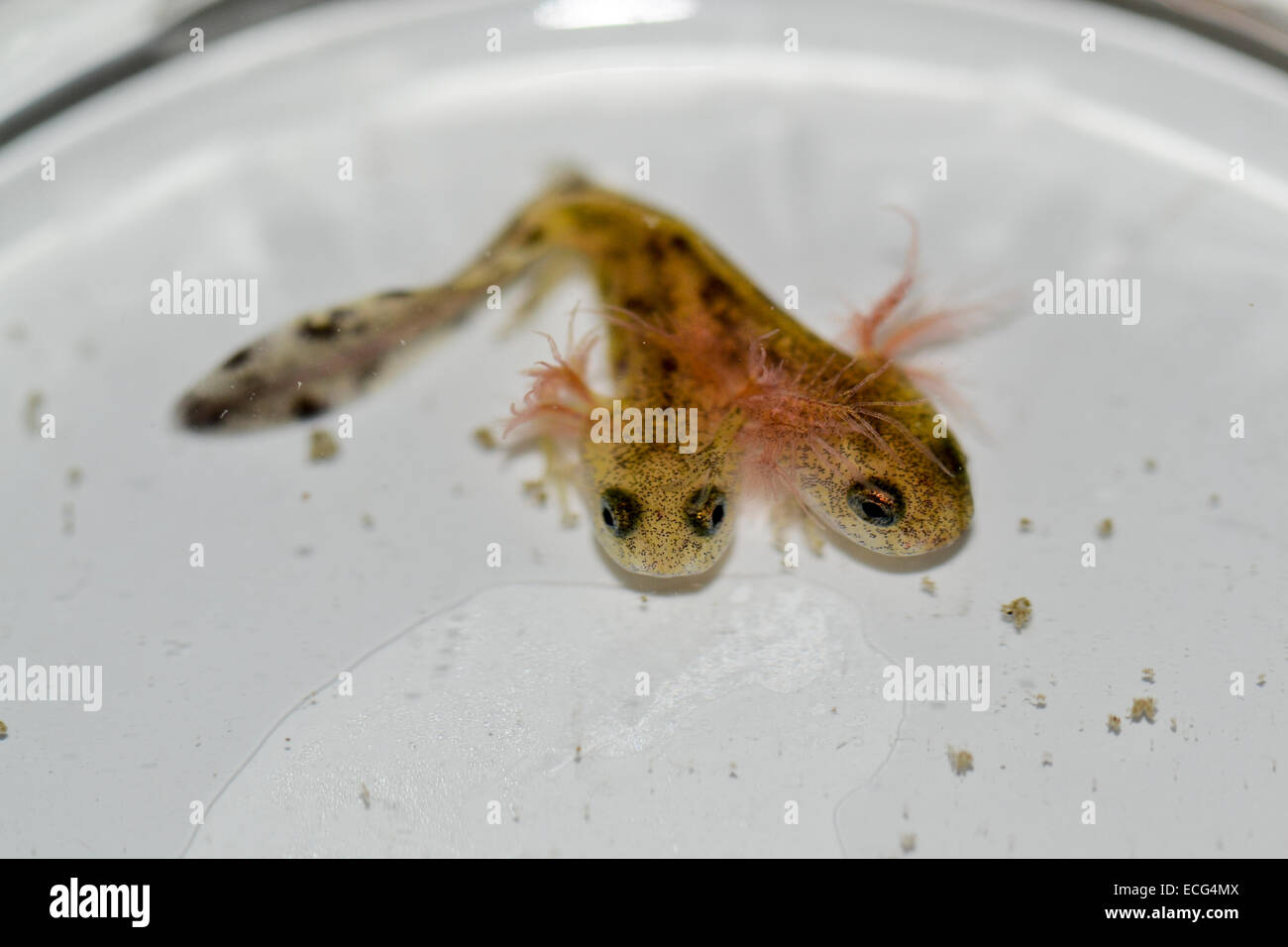 Zweiköpfige vorderasiatischen Feuer Salamander (Salamandra Infraimmaculata) Kaulquappe, die letzte Woche in einem Gemeinde-Ökologie-Labor an der Universität Haifa geboren wurde, Israel.both Köpfe von der Kaulquappe sind bewegliche, aber einzige schnappte Insektenlarven beobachtet worden. Stockfoto