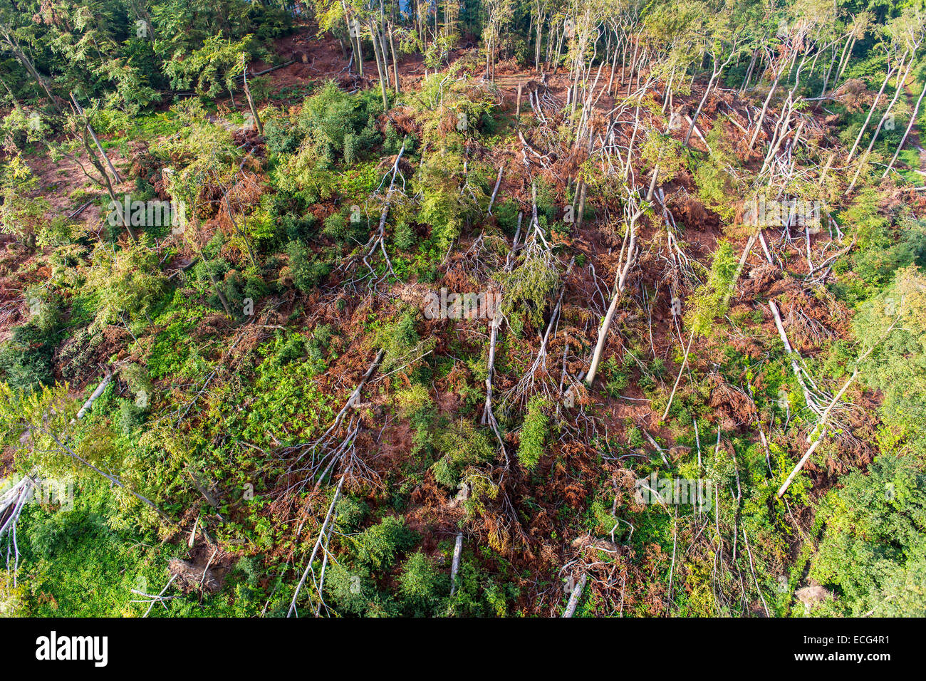 Sturmschäden im Schellenberger Wald, über den Baldeneysee, verursacht durch einen schweren Sturm Ela, über den Rhein-Ruhr-Gebiet, Stockfoto