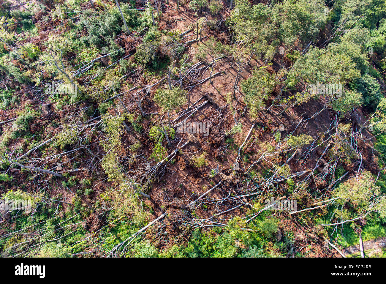 Sturmschäden im Schellenberger Wald, über den Baldeneysee, verursacht durch einen schweren Sturm Ela, über den Rhein-Ruhr-Gebiet, Stockfoto