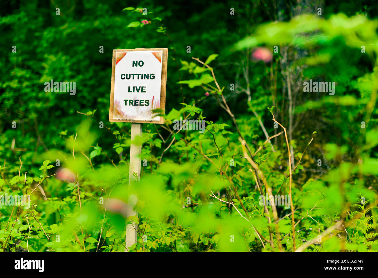 Alaska State Forest, "No Live Bäume" zu unterzeichnen, in der Nähe von Sitka, Alaska, USA Stockfoto