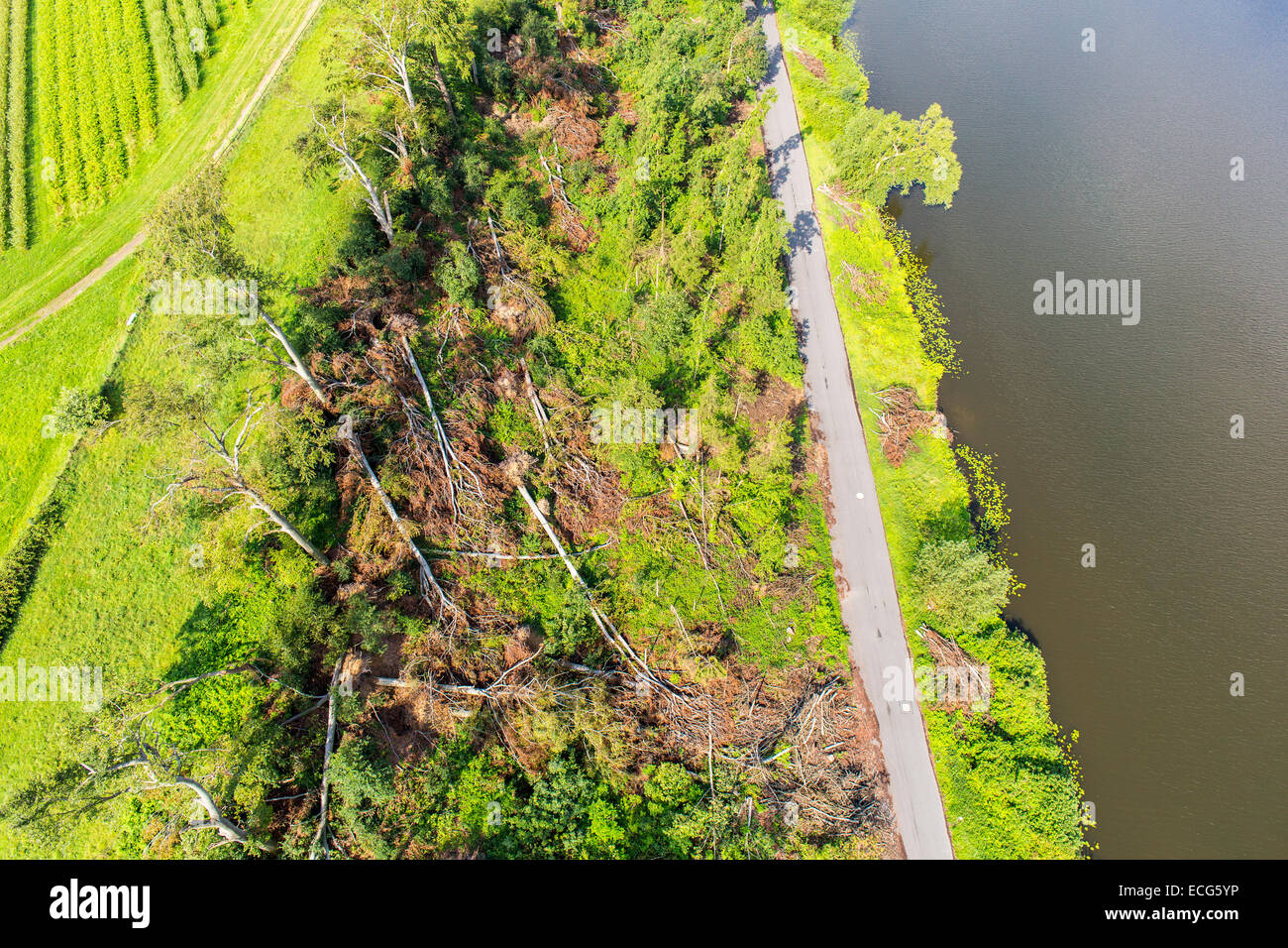 Sturmschäden im Schellenberger Wald, über den Baldeneysee, verursacht durch einen schweren Sturm Ela, über den Rhein-Ruhr-Gebiet, Stockfoto