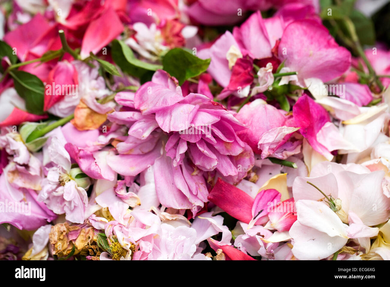 DEADHEADING Rosen. Stockfoto