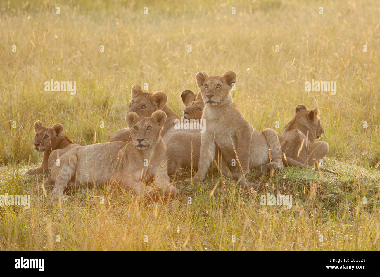Löwen Cubs von Marsh stolz, Masai Mara, Kenia Stockfoto