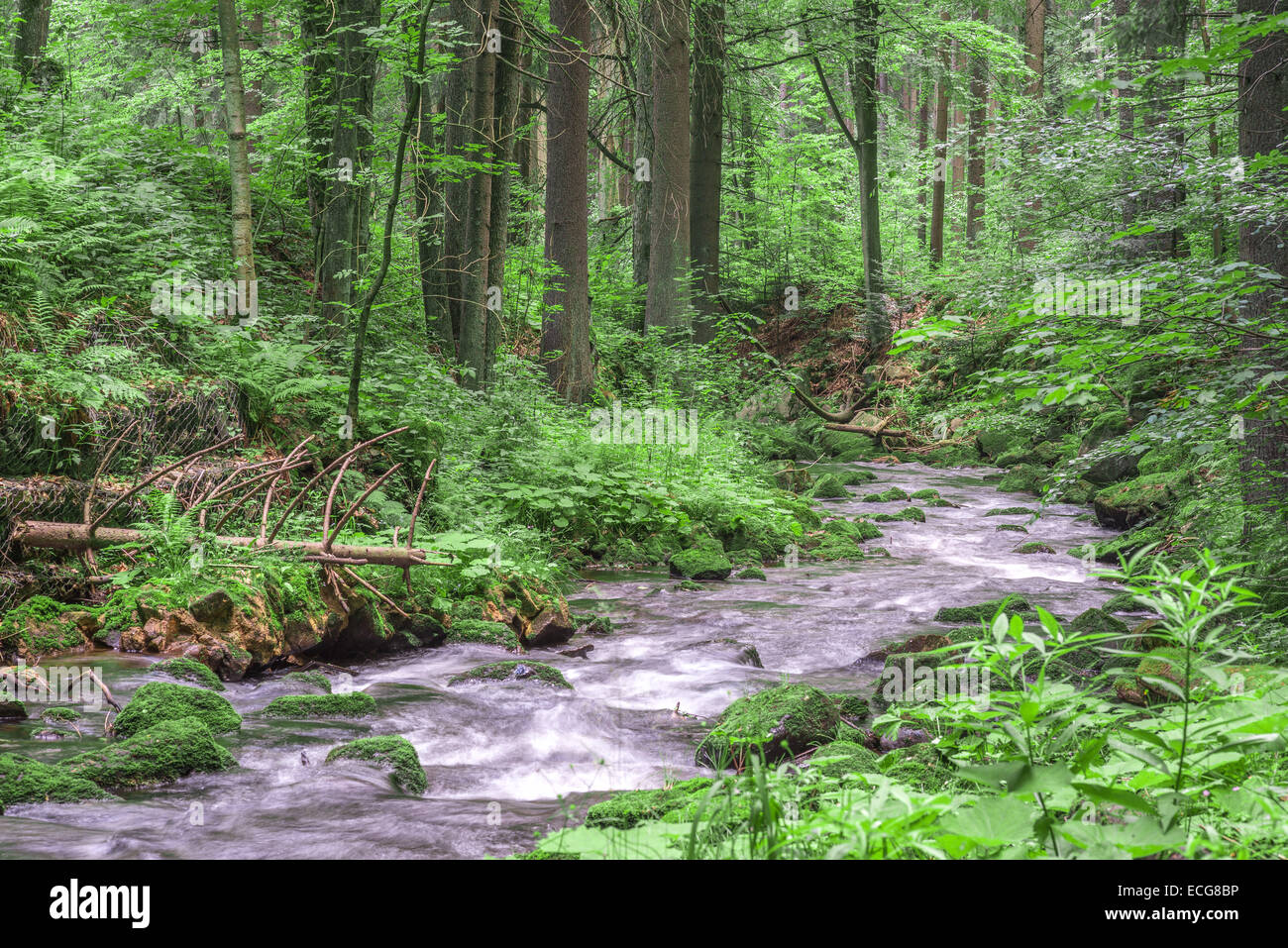 Wild Mountain-Fluss fließt durch üppigen grünen Fichtenwald Stockfoto