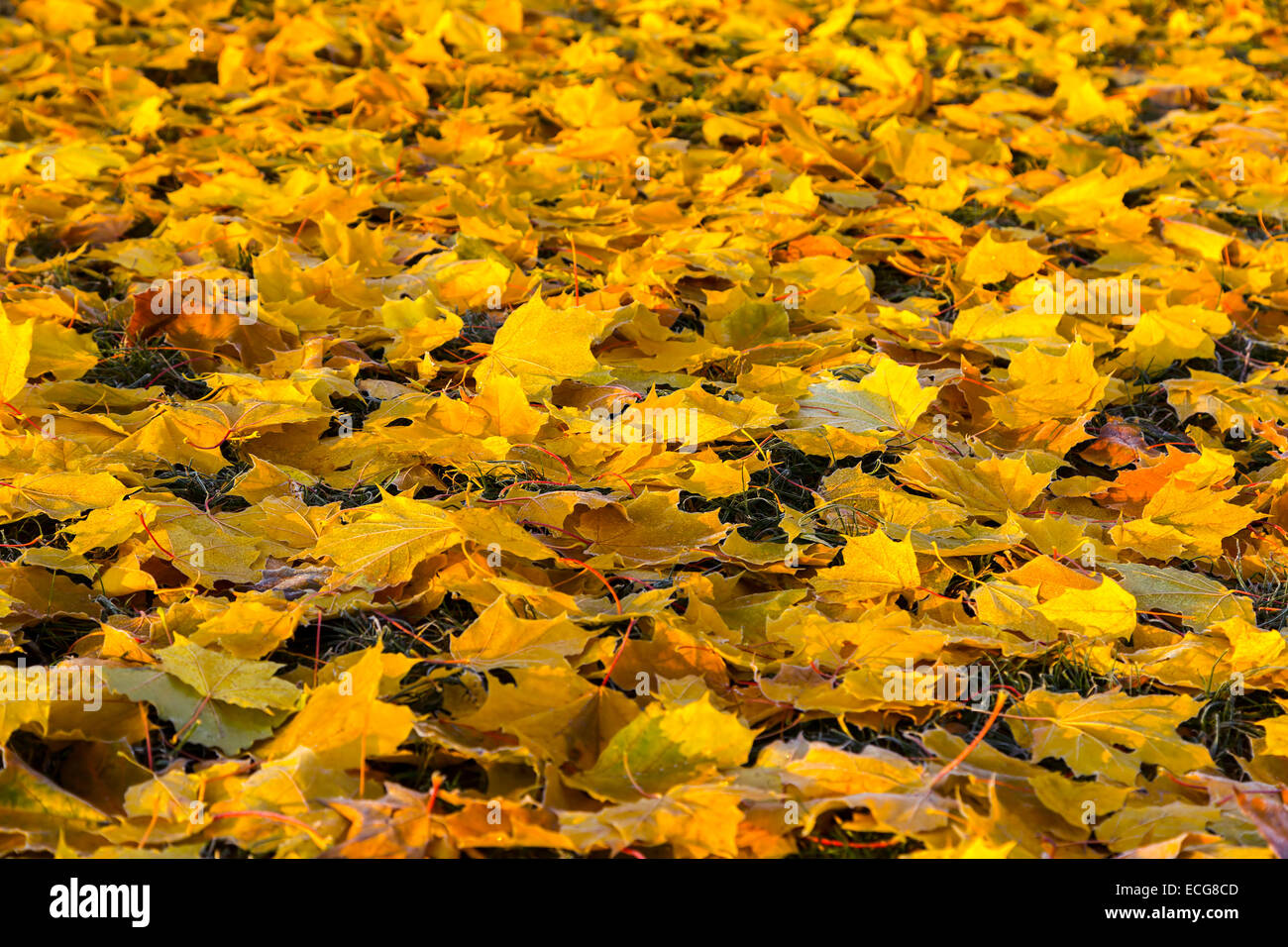 Gefallene Herbstlaub auf dem Rasen Stockfoto