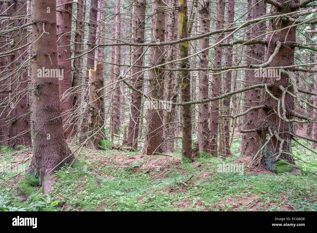 Alten nördlichen europäischen Fichtenwald im späten Frühjahr Stockfoto