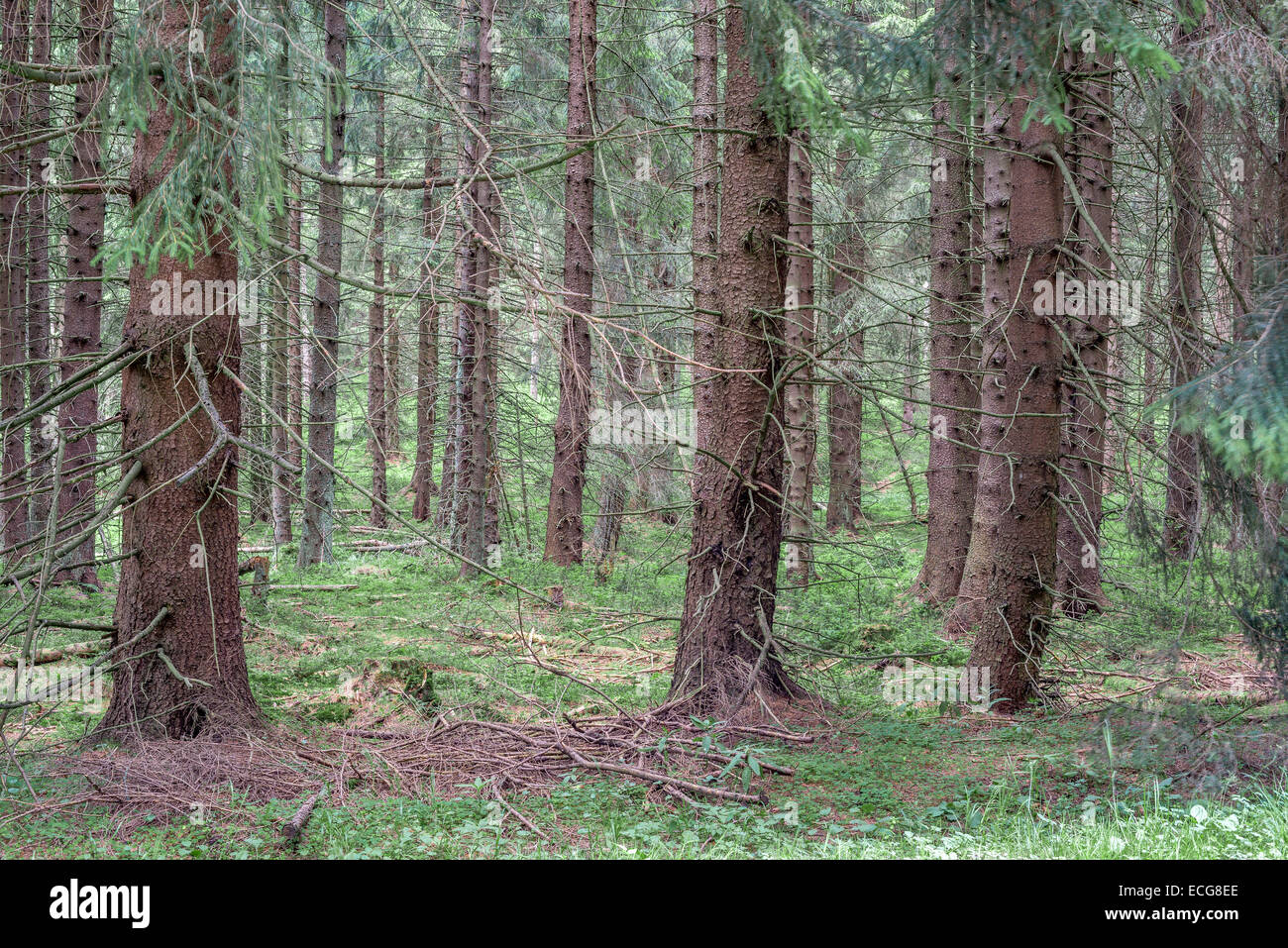 Alten nördlichen europäischen Fichtenwald im späten Frühjahr Stockfoto
