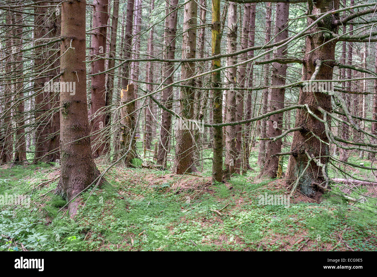 Alten nördlichen europäischen Fichtenwald im späten Frühjahr Stockfoto