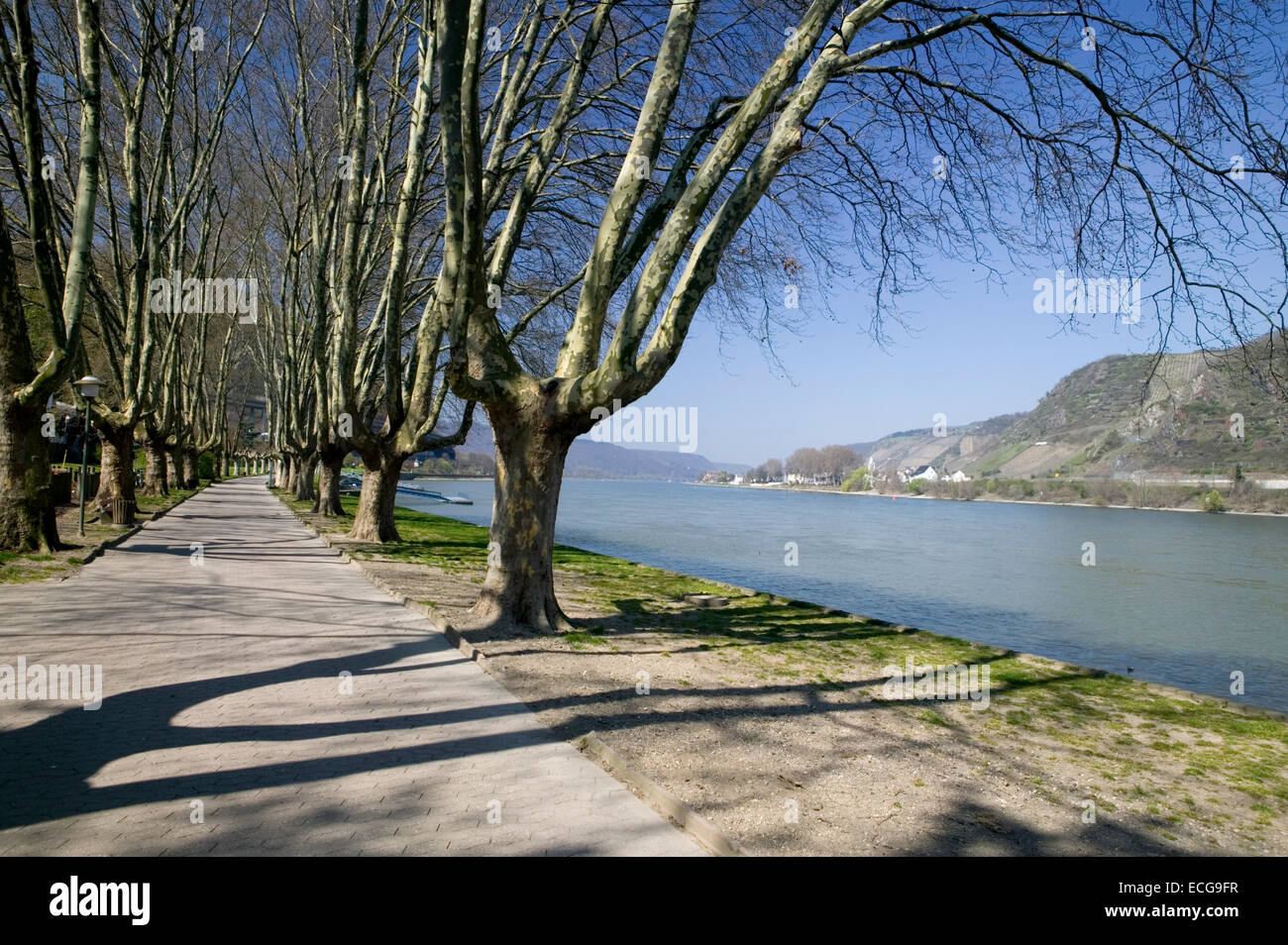 Promenade am Rhein, Andernach, Rheinland-Pfalz, Deutschland, Europa, Europa, Uferpromenade am Rhein, Andernach, Rhein Stockfoto