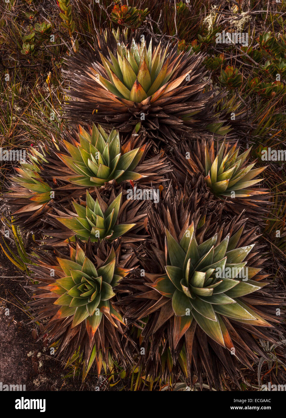 Endemische Pflanzen auf Mount Roraima, Venezuela. Stockfoto