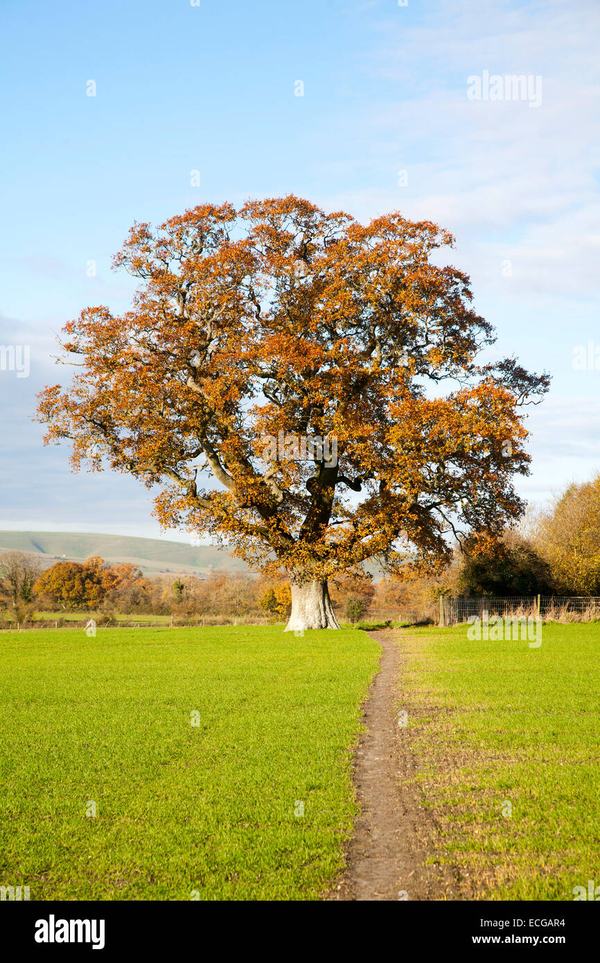 Orange braun Eiche mit Herbst Blätter Woodborough, Wiltshire, England, UK Stockfoto