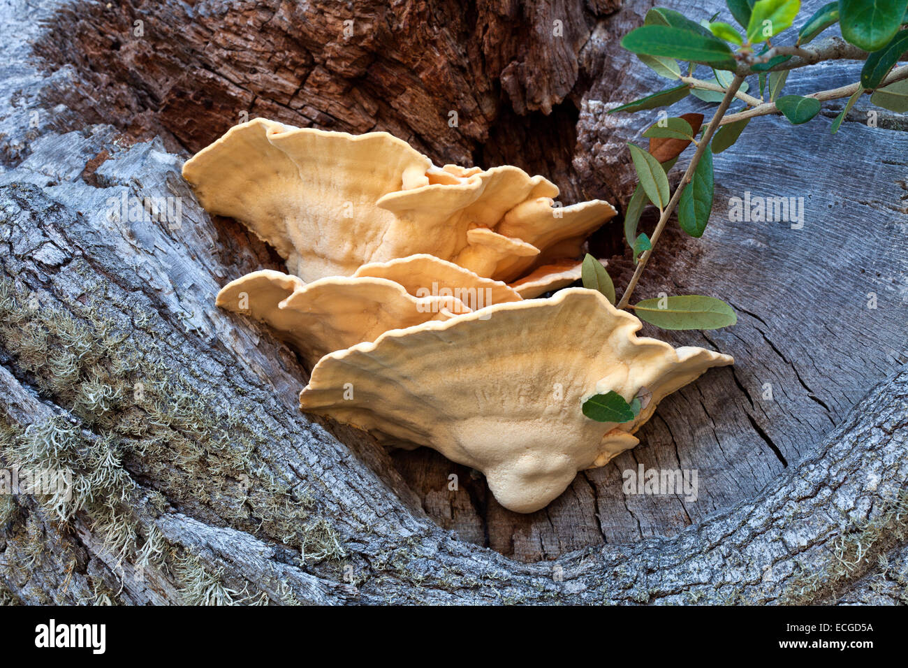 Sulphur Shelf Conk, Coastal Live Oak. Stockfoto