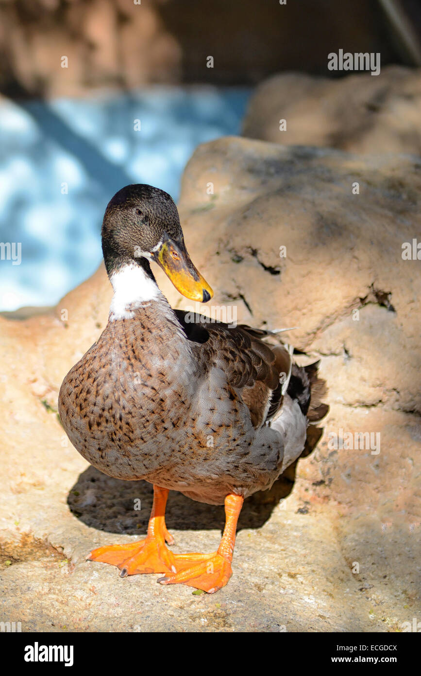 Ente im Emirates Park Zoo in Abu Dhabi, Vereinigte Arabische Emirate Stockfoto