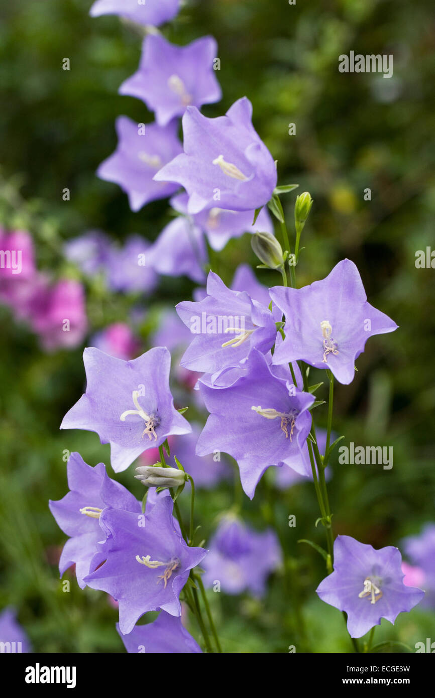 Campanula Lactiflora. Milchige Glockenblume. Stockfoto