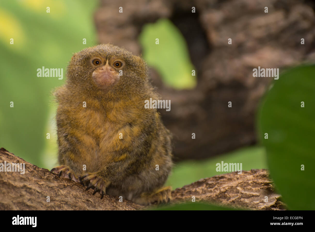 Zwergseidenäffchen Stockfoto