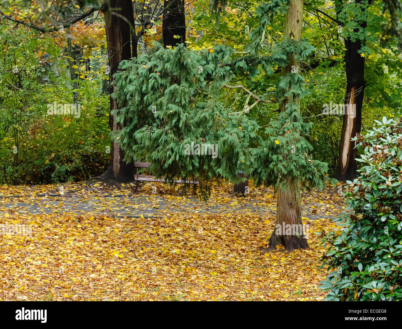 Blatt Herbst-Saison im alten park Stockfoto