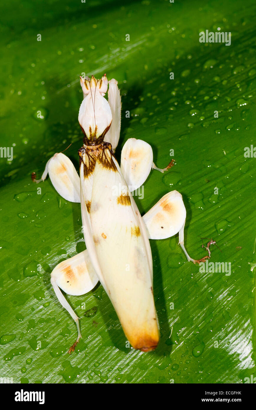 Eine Draufsicht auf eine Orchideen-Mantis Stockfoto