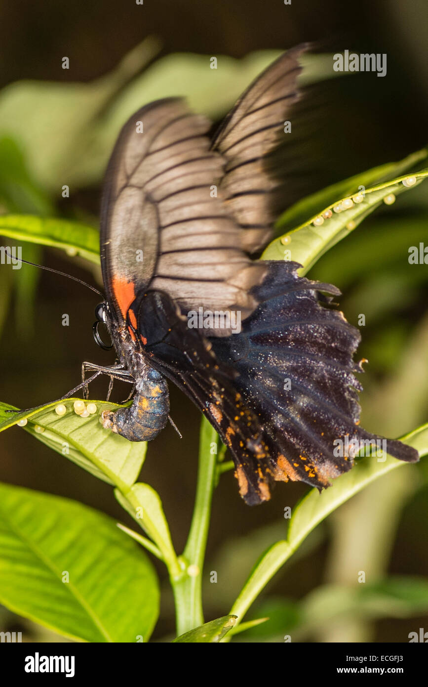 Ein Scharlachroter Schwalbenschwanz Schmetterling Eier Stockfoto