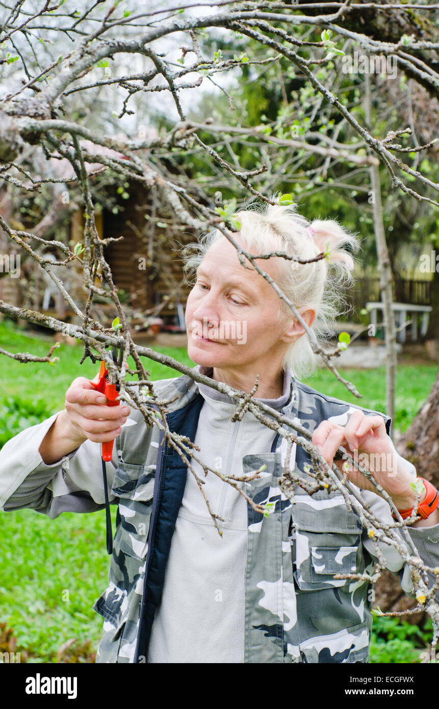 Frau schneidet einen Zweig an einem Apfelbaum einen Frühling im Garten Stockfoto