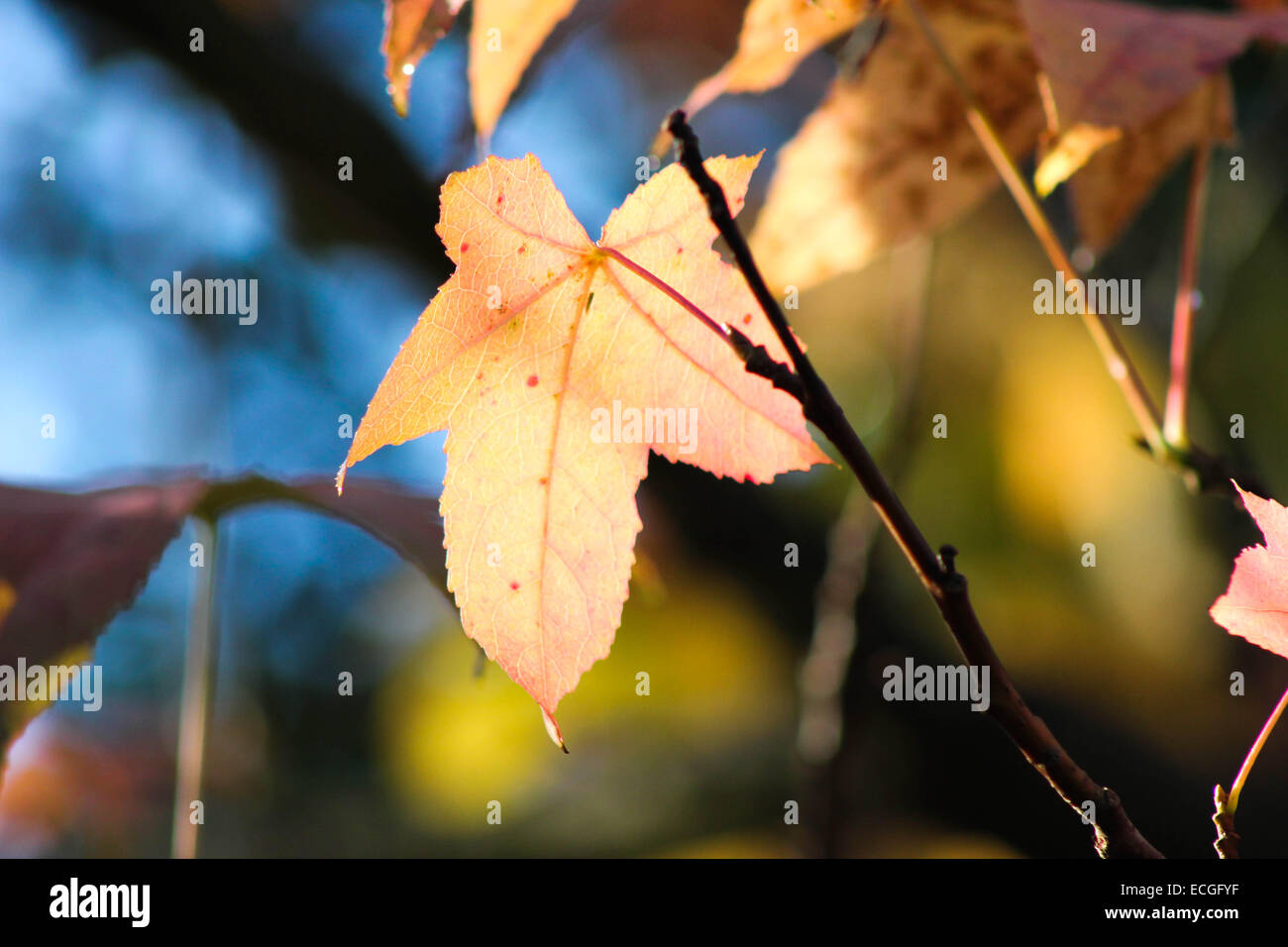Herbst Fall Maple Leaf Stockfoto